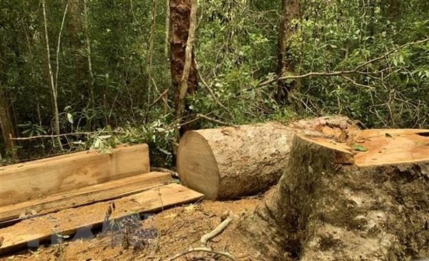 Hiện trường vụ cây gỗ bị cưa hạ tại lô 1, khoảnh 5, Tiểu khu 38 lâm phân do Ban quản lý Khu bảo tồn thiên nhiên Kon Chư Răng quản lý. (Ảnh: TTXVN phát).