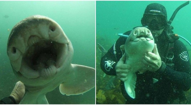Chú "baby shark" khác lạ, thích gần gũi và được chơi đùa với con người