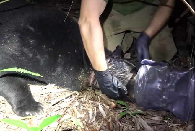 Nhiệm vụ đặc biệt, truy tìm và giải cứu gấu đen bị mắc kẹt trong hộp nhựa trong gần 1 tháng