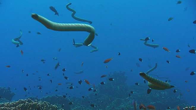 Nỗi kinh hoàng của các loài sinh vật biển: Loài rắn độc gấp 10 lần rắn đuôi chuông và săn mồi theo đàn