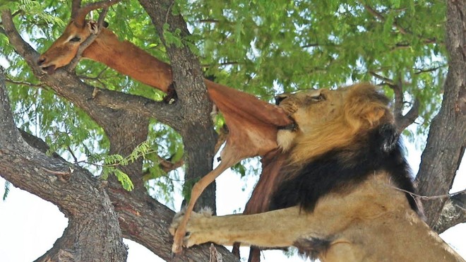 Phải trèo lên tận ngọn cây cao để kiếm thức ăn, sư tử đực "kiêu hãnh" vẫn bị cướp như thường