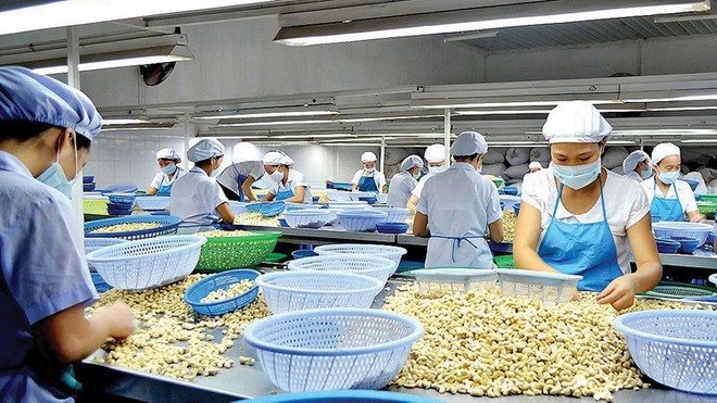 Việt Nam đang là quốc gia xuất khẩu hạt điều hàng đầu thế giới, nên ngành điều có thể là đích nhắm của tổ chức tội phạm quốc tế.