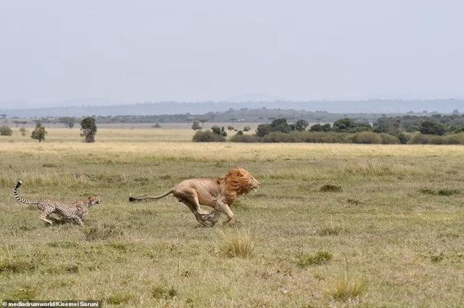 Không màng nguy hiểm, báo săn mẹ đánh đuổi vua sư tử to gấp 3 lần để bảo vệ con nhỏ