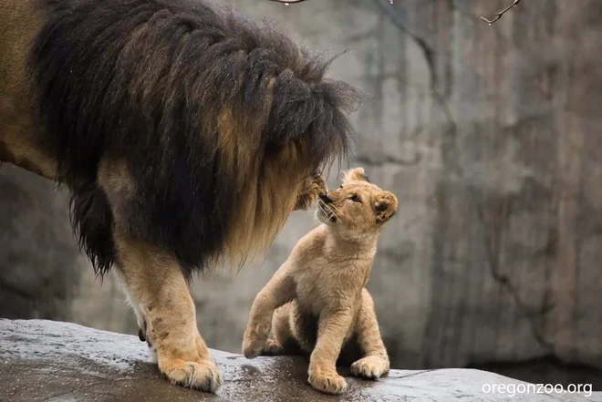 Biểu cảm đắt giá của đàn sư tử con lần đầu tiên gặp bố