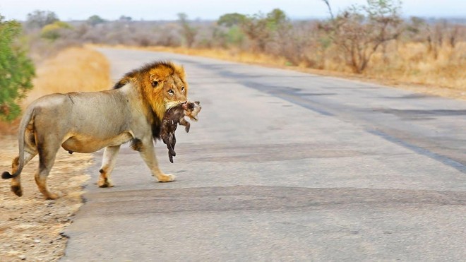 Món quà "trung thu" của sư tử trên đường cao tốc