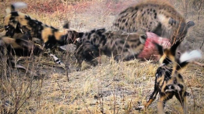 Màn tranh giành thức ăn khốc liệt giữa hai "thợ săn" đứng đầu bảng chuỗi thức ăn tại châu Phi