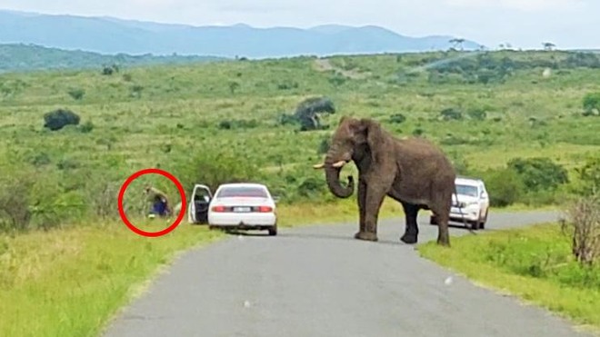 Bị chú voi khổng lồ ghé thăm, chàng trai bỏ cả xe chạy "té khói" trốn vào bụi rậm