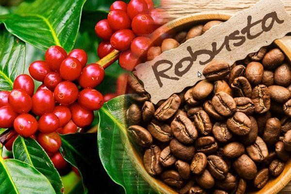 Việt Nam chủ yếu xuất khẩu cà phê Robusta. Riêng chủng loại cà phê này mang về hươn 2,5 tỷ USD trong 10 tháng 2022.