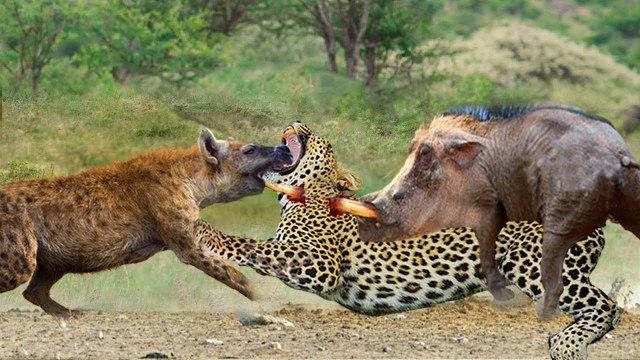 Loài động vật bị ghét nhất bỗng dưng trở thành ân nhân cứu sống lợn rừng khỏi nanh vuốt của báo hoa mai