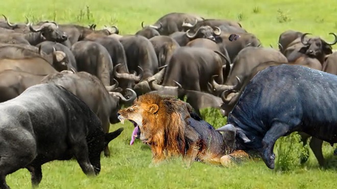 Ngạo nghễ nhà vua, 1 mình sư tử "cân kèo" với hơn 100 con trâu rừng