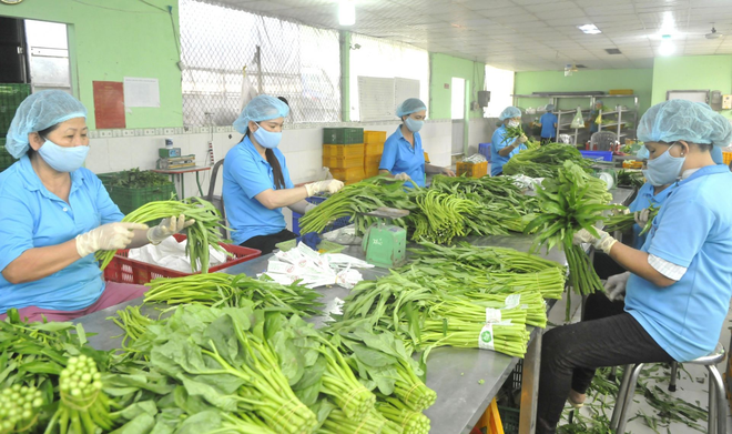 Doanh nghiệp Việt thu gần 230 triệu USD từ bán rau quả sang EU