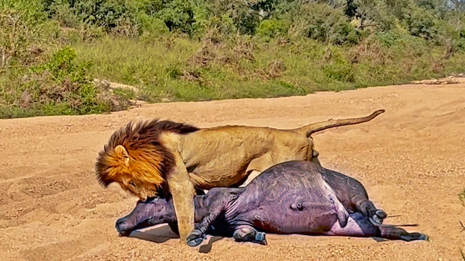 Vua sư tử thị uy, thể hiện sức mạnh "áp đảo quần hùng" trước hàng trăm con trâu rừng châu Phi