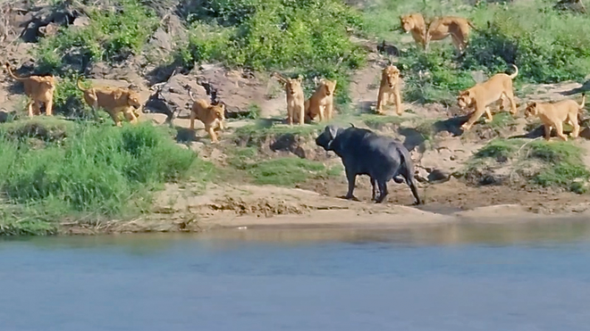 Pha xử lý quá đẳng cấp của chú trâu rừng châu Phi khiến đàn sư tử chưng hửng