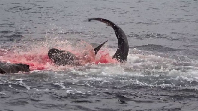Pha săn mồi nhanh, gọn, dứt khoát của cá mập Galapagos "nhuộm đỏ" cả một góc đại dương