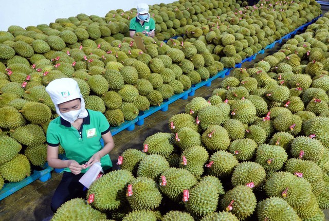 Sầu riêng là loại trái cây mang về hơn 1 tỷ USD kim ngạch xuất khẩu sau 8 tháng, nhờ thị trường Trung Quốc mở cửa.