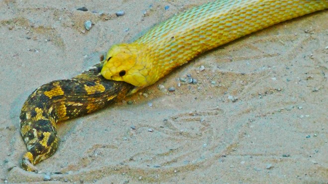 Loài rắn gieo rắc nỗi sợ hãi ở châu Phi bị đồng loại nuốt chửng