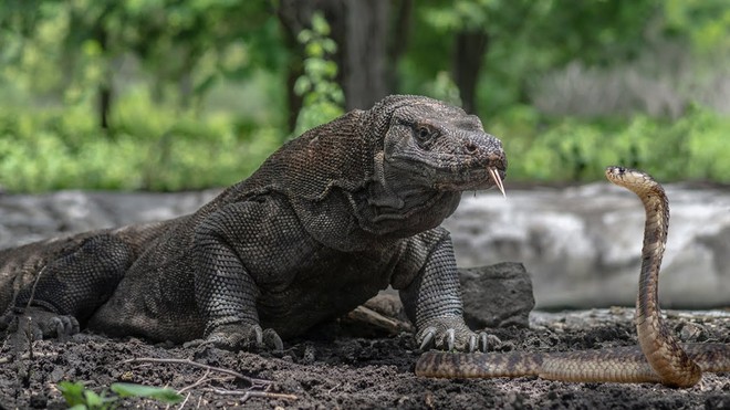 Cuộc chiến của hai loài bò sát nguy hiểm nhất thế giới: Rồng Komodo và rắn hổ mang