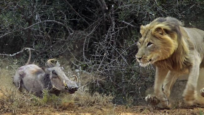 Lén lút rình tấn công, sư tử gặp phải "vận động viên điền kinh" lợn rừng