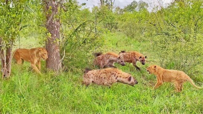 Chiến lược "rung cây dọa sư tử" của bầy linh cẩu ranh mãnh