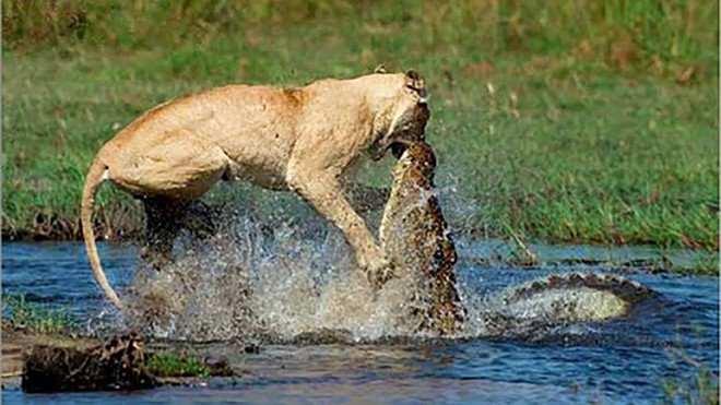 Cá sấu sông Nile và sư tử: Cuộc chiến của những loài dã thú khổng lồ
