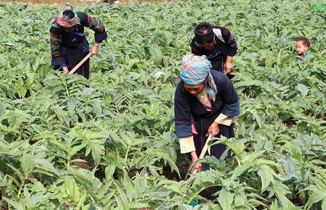 Vùng trồng actiso đạt chuẩn GACP-WHO của Traphaco tại Sapa, Lào Cai