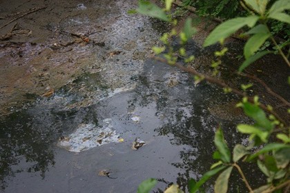 Phạt các cơ sở gây ô nhiễm sông Bưởi gần 4 tỷ