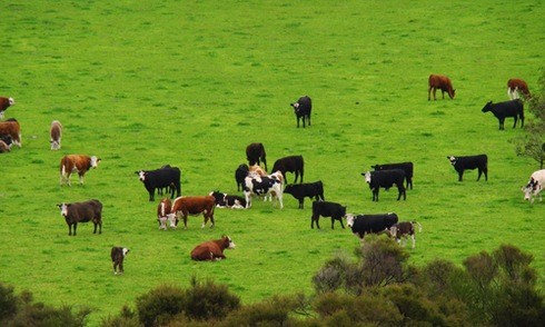 Australia dùng robot chăn bò