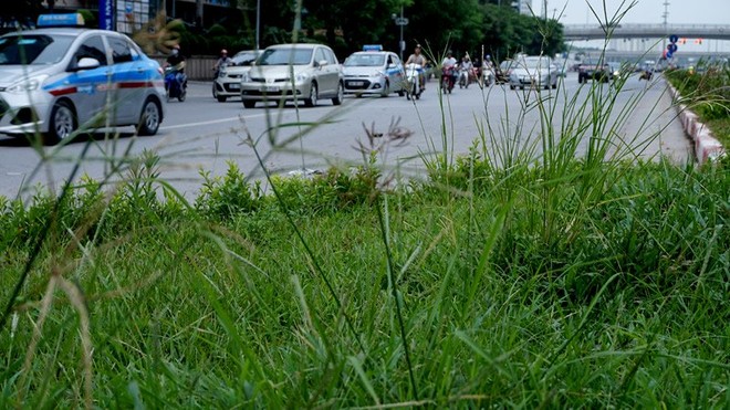 Dừng chi tiền tỷ, cỏ mọc um tùm khắp nẻo đường Thủ đô