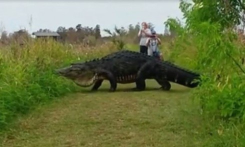 Video cá sấu khổng lồ "đi dạo" gây sốt mạng xã hội Mỹ