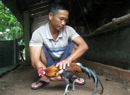 Từ 7 quả trứng nhặt được, anh Phạm Văn Hà phát triển nuôi gà rừng, mỗi năm cho thu nhập gần 100 triệu đồng. Ảnh: Sơn Thủy.