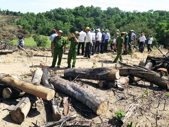 Chủ mưu vụ phá gần 61 ha rừng tại Bình Định là Giám đốc Công ty cổ phần Đầu tư và kinh doanh tổng hợp Thương Thảo.