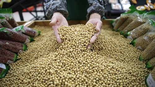 Công nhân một siêu thị tại Vũ Hán (Trung Quốc) đang kiểm tra đậu nành. Ảnh:Reuters