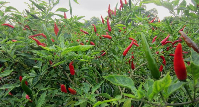 Bộ Công Thương: Thông tin Trung Quốc cấm nhập khẩu ớt từ Việt Nam là không chính xác