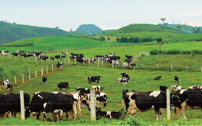 Mộc Châu Milk (MCM): Quý I/2022, lợi nhuận tăng mạnh lên 85,69 tỷ đồng