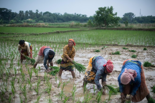 Ấn Độ hạn chế xuất khẩu gạo sau khi gặp vấn đề về thời tiết