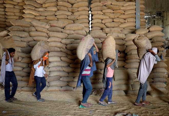 Ấn Độ có thể gia hạn lệnh cấm xuất khẩu lúa mì để bảo toàn nguồn cung trong nước