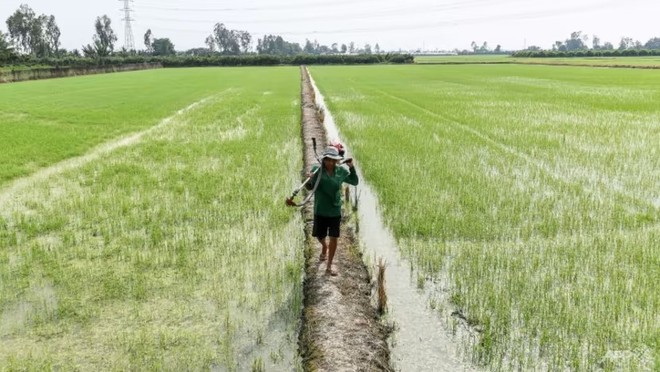 Giá gạo tăng đột biến cho thấy sự gián đoạn lương thực do biến đổi khí hậu