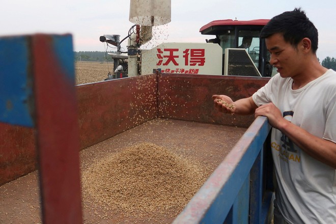 Trung Quốc đẩy mạnh nhập khẩu lúa mì từ Australia và Pháp