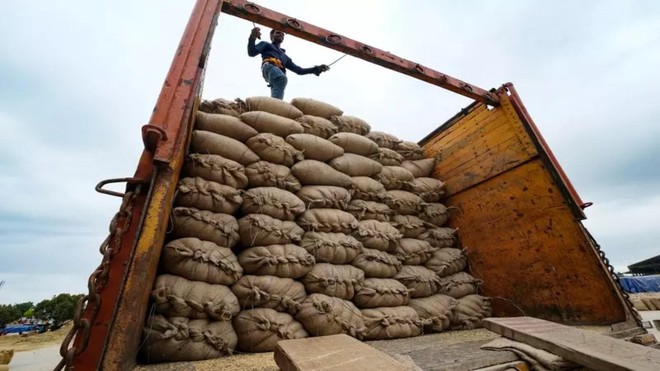 Sản lượng gạo ở Ấn Độ giảm mở đường cho việc hạn chế xuất khẩu kéo dài