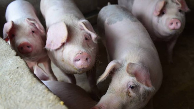Giá thịt lợn Trung Quốc được dự báo sẽ tiếp tục duy trì ở mức thấp