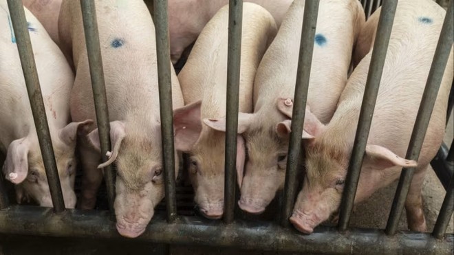 Trung Quốc cố gắng ổn định đàn lợn khi giá thịt lợn lao dốc