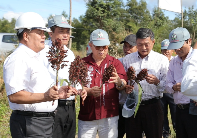 Ông Trần Đình Quyền (ngoài cùng bên trái) giới thiệu với lãnh đạo tỉnh Phú Yên về cây cao lương ngọt tại vùng trồng thực nghiệm