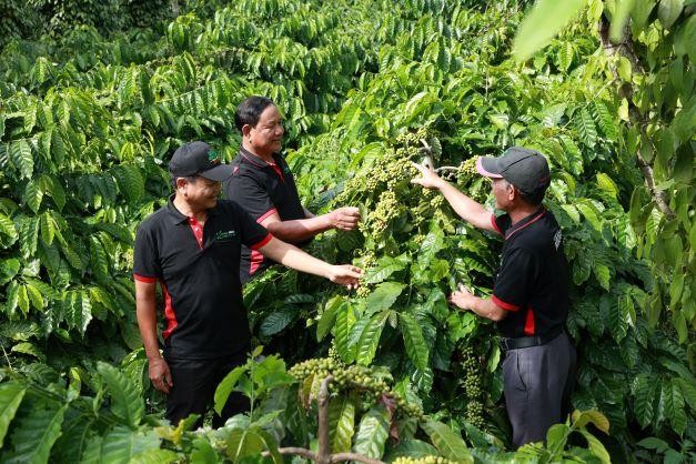 Để tăng giá trị xuất khẩu cho hạt cà phê, Nestlé Việt Nam đầu tư từ phát triển nguồn nguyên liệu bền vững cho đến công nghệ chế biến