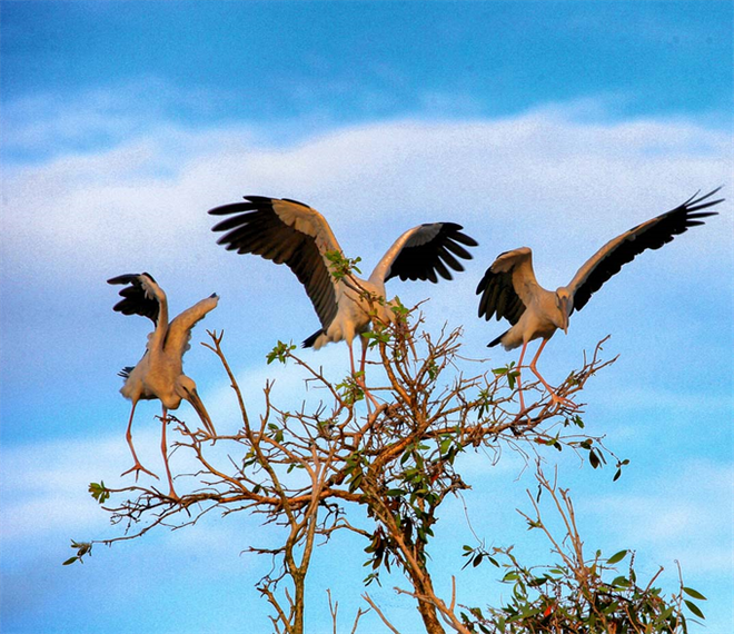 Những đàn chim sải cánh bay về tổ tạo nên bức tranh thiên nhiên sinh động cho rừng tràm (nguồn ảnh: Internet)
