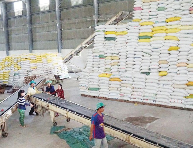 Dự báo, xuất khẩu gạo năm 2020 sẽ cán mốc trên 6 triệu tấn. Ảnh: Đức Thanh
