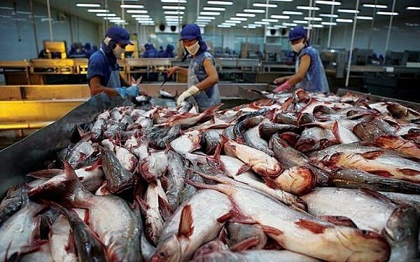 Hoạt động xuất khẩu 4 loại cá da trơn sang Campuchia được thực hiện bình thường như trước đây