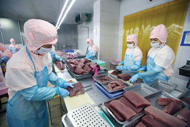 Chế biến cá ngừ xuất khẩu tại nhà máy của Công ty TNHH Thủy sản Hồng Ngọc (Tuy Hòa, Phú Yên). Ảnh: Đức Thanh