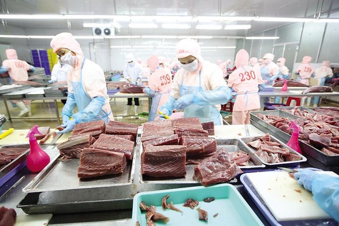  Chế biến cá ngừ xuất khẩu tại Nhà máy Thủy sản Hồng Ngọc