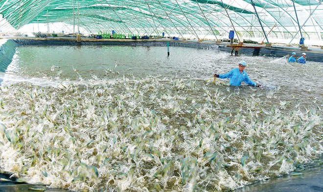 Thu hoạch tôm tại khu nuôi tôm siêu thâm canh công nghệ cao ở Bạc Liêu
