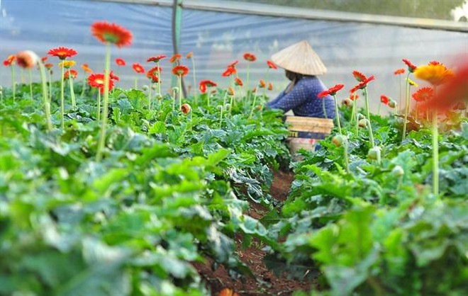 Vườn hoa đồng tiền của người dân ở xã Tà Nung, TP.Đà Lạt (Nguồn: Báo Nông nghiệp).
